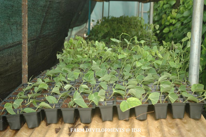 HT Planting meterial production 4.jpg